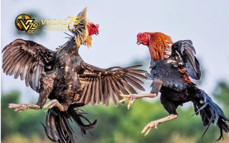 mẹo đá gà luôn thắng