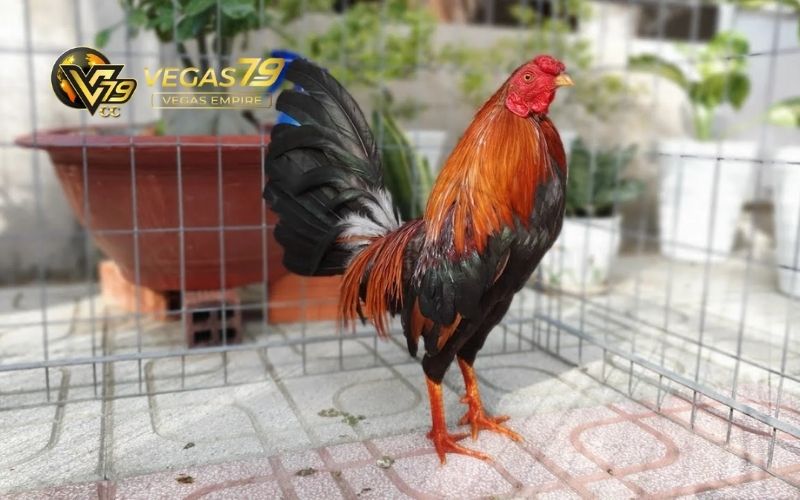 mẹo đá gà luôn thắng